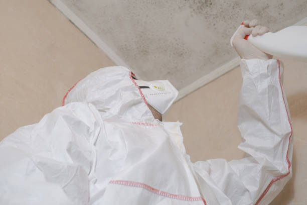Best Kitchen Mold Remediation in Blue Earth, MN