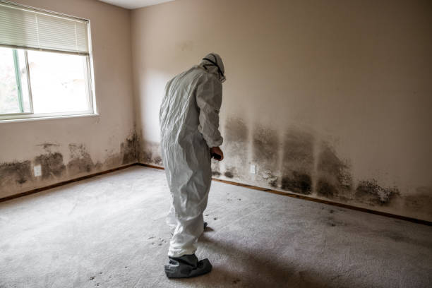 Best Basement Mold Remediation in Blue Earth, MN