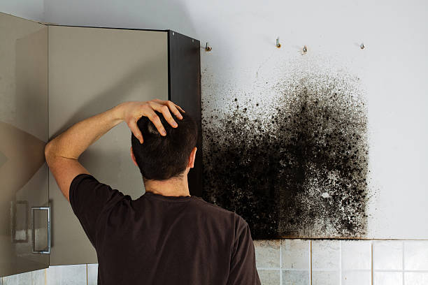 Best Bathroom Mold Remediation in Blue Earth, MN