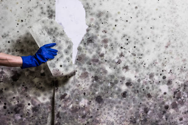 Best HVAC Mold Remediation in Blue Earth, MN