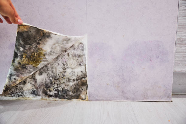 Best Black Mold Remediation in Blue Earth, MN